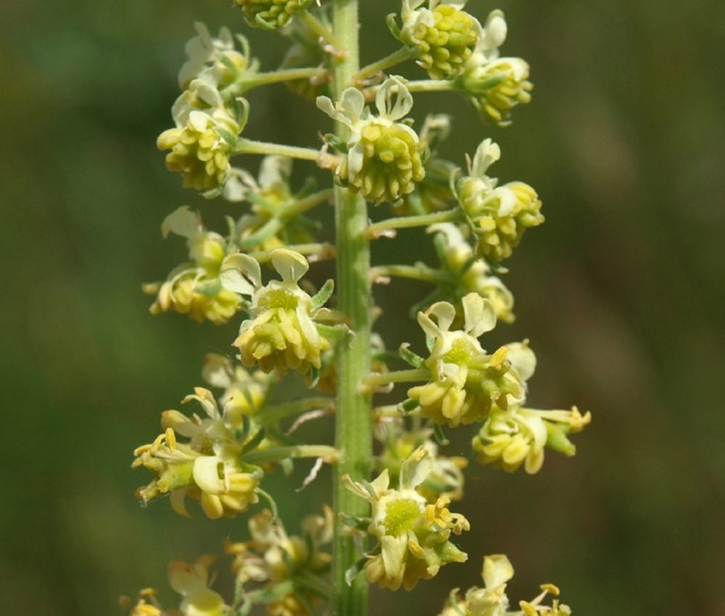 Vadrezeda, Reseda lutea, virág